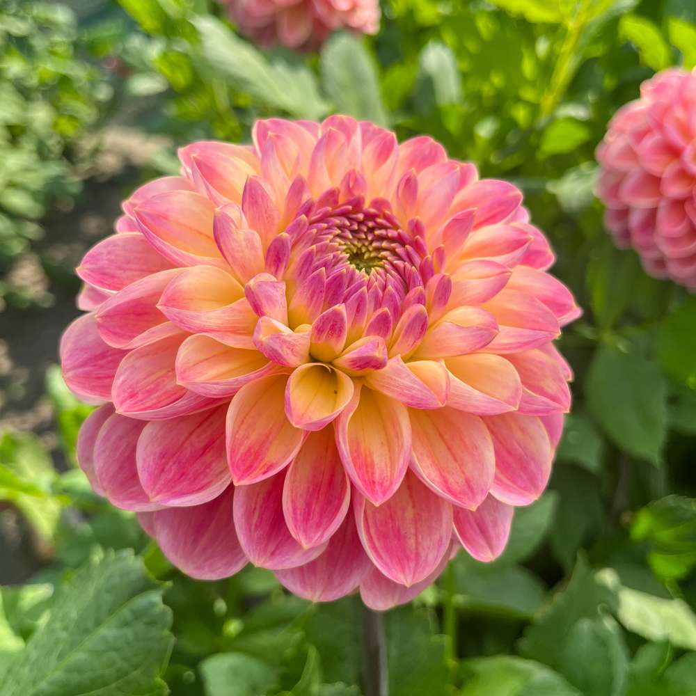 Dahlia 'Hapet Pastell'